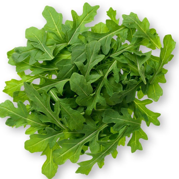 Arugula