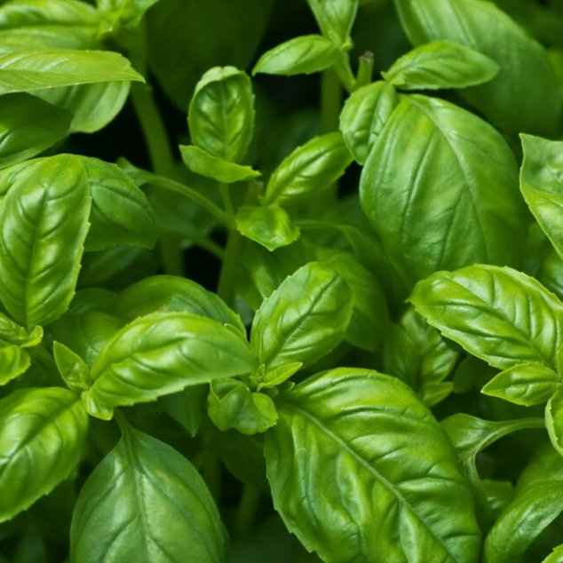 Basil