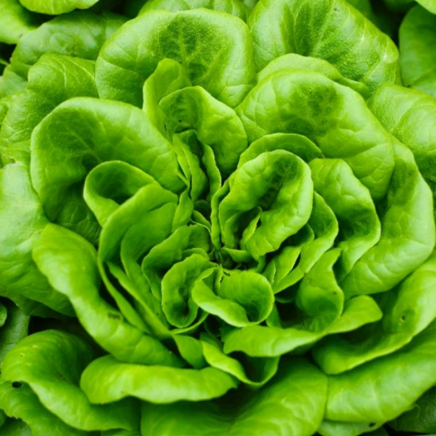 Bibb Lettuce