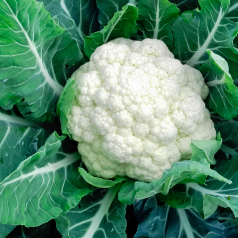 Cauliflower