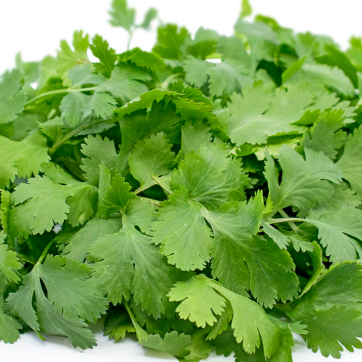 Cilantro