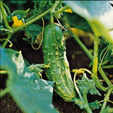 Cucumber