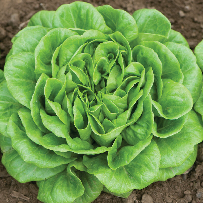 Green Butter Lettuce
