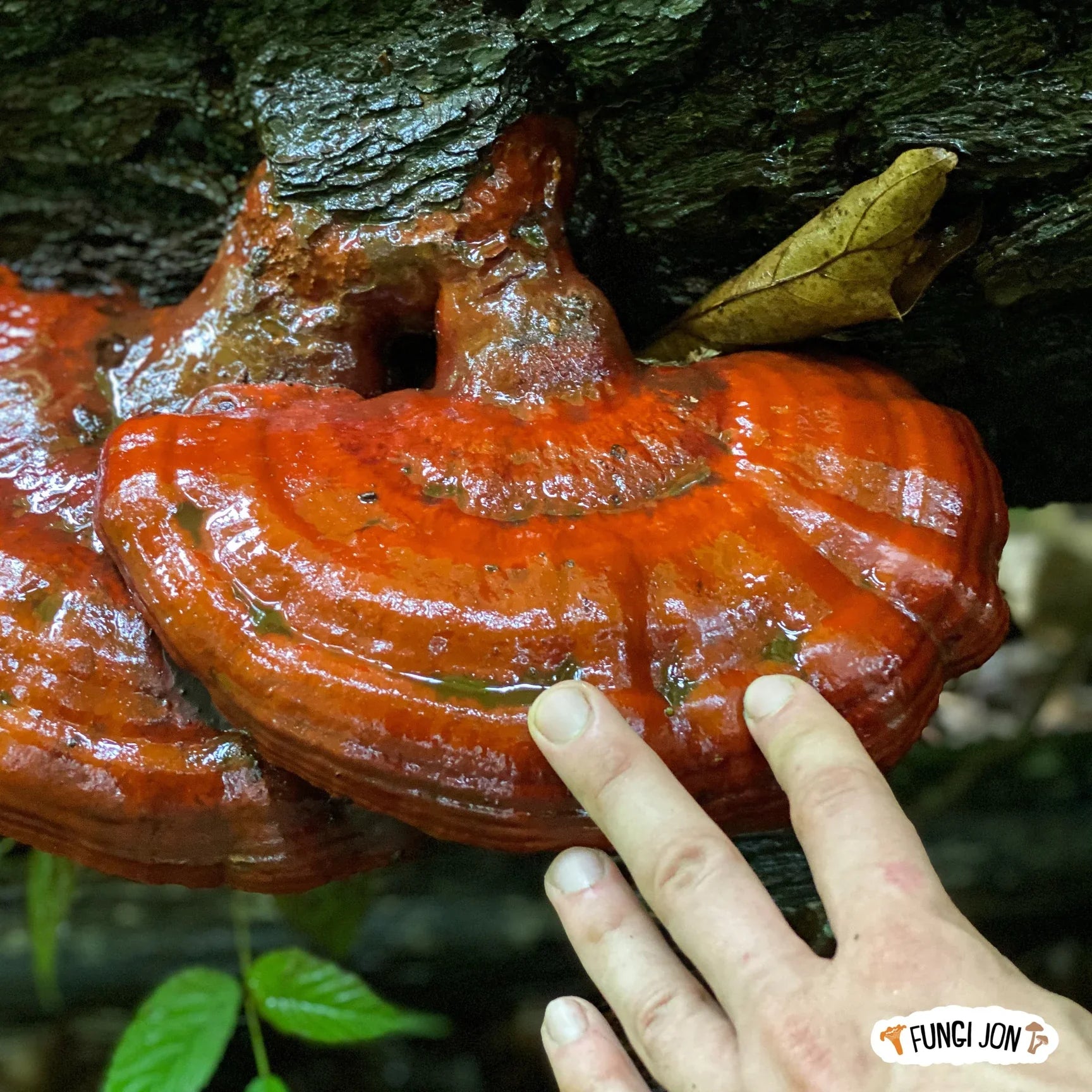 Reishi Liquid Extract