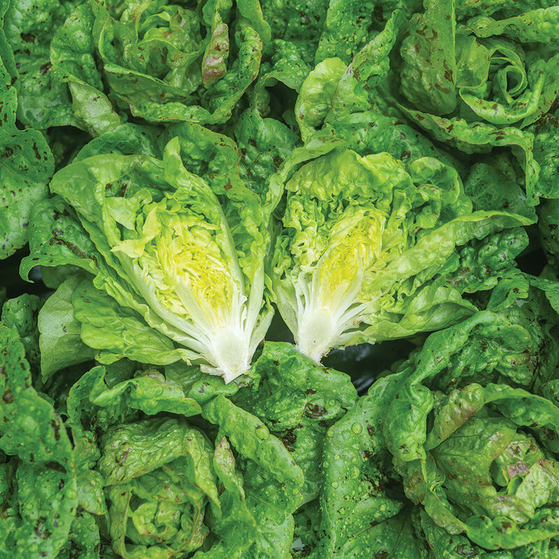 Kolibri Lettuce