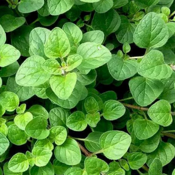 Oregano