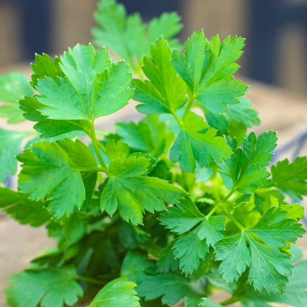 Parsley