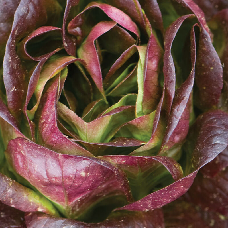 Red Butter Lettuce