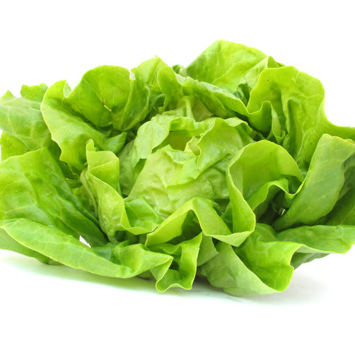 Rex Lettuce