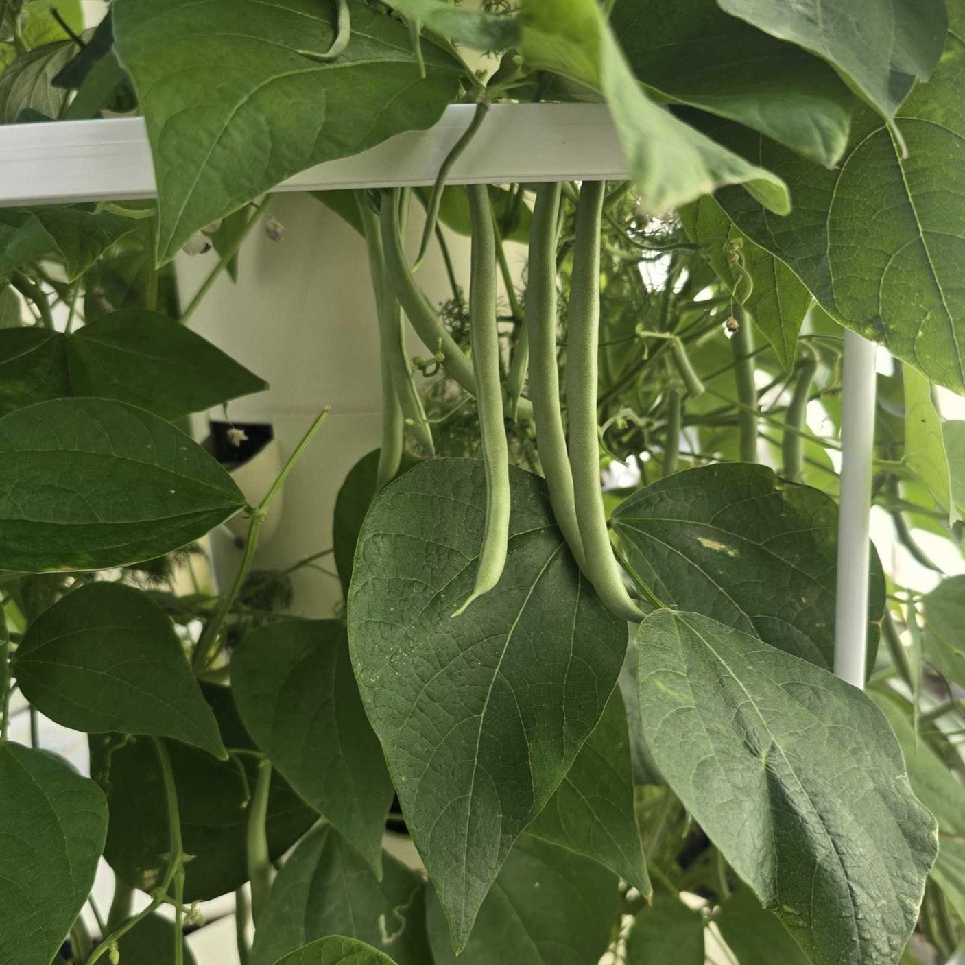 Rent a Tower Program