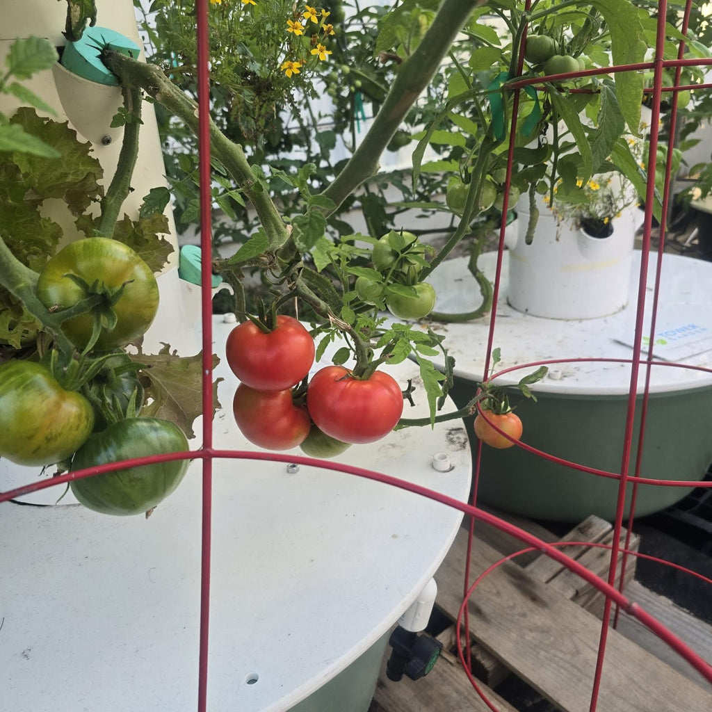 Rent a Tower Program